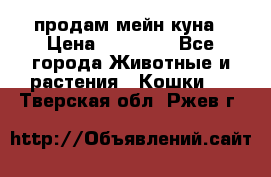 продам мейн куна › Цена ­ 15 000 - Все города Животные и растения » Кошки   . Тверская обл.,Ржев г.